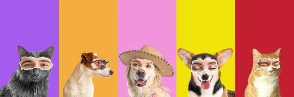 Collage Simpatici Cani Gatti Con Occhi Umani Sfondo Colorato — Foto Stock