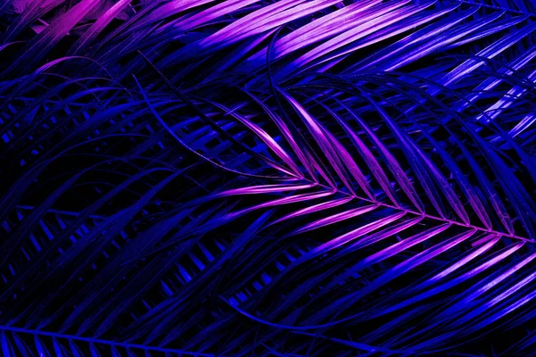 Arka Plan Olarak Neon Tropikal Palmiye Yaprakları Üst Görünüm — Stok fotoğraf