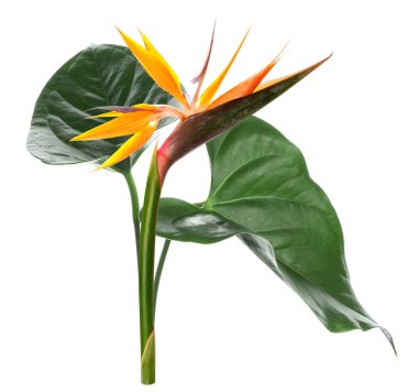 Beyaz arka planda taze tropikal yapraklar ve strelitzia çiçeği