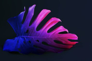 Siyah arkaplanda tonlanmış tropikal yaprak