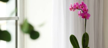 Işık odasında güzel çiçek açan orkide bitkisi