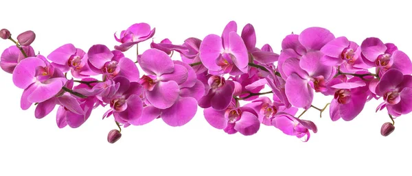 Belas Flores Orquídea Rosa Fundo Branco — Fotografia de Stock