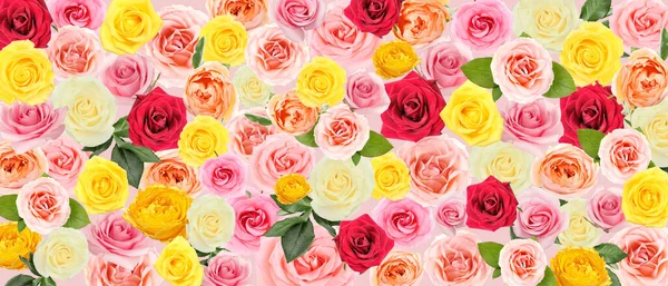 Viele Schöne Rosen Als Hintergrund Muster Für Die Gestaltung — Stockfoto
