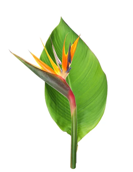 Свіжий Тропічний Лист Квітка Строліці Білому Тлі — стокове фото