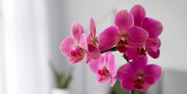 Beautiful Blooming Orchid Room — Stock Photo, Image