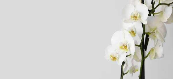 テキストのためのスペースと光の背景に美しい蘭の花 — ストック写真
