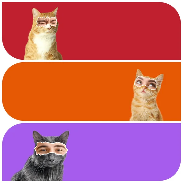 Koláž Legrační Kočky Lidskýma Očima Barevném Pozadí Prostorem Pro Text — Stock fotografie