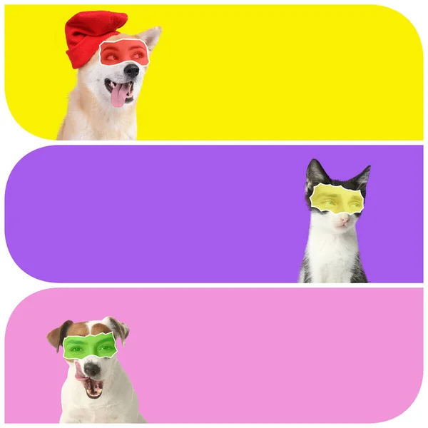 Kolaż Zabawnych Psów Kotów Ludzkimi Oczami Tle Koloru Miejscem Tekst — Zdjęcie stockowe