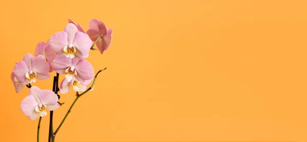 Belles Fleurs Orchidée Sur Fond Orange Avec Espace Pour Texte — Photo