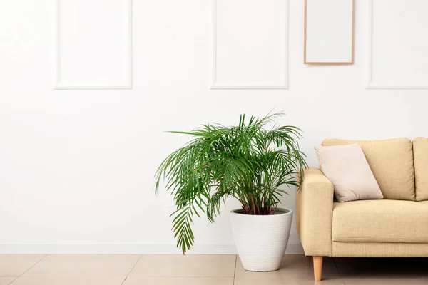 Sofa Krem Dan Tanaman Dekat Dinding Putih — Stok Foto