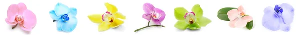 Set Diversi Bei Fiori Orchidea Isolati Bianco — Foto Stock