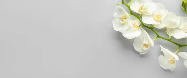 Beautiful Orchid Flowers Light Background Space Text — Stock Photo, Image