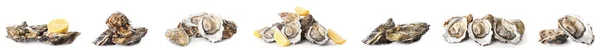 Set Van Lekkere Oesters Witte Achtergrond — Stockfoto