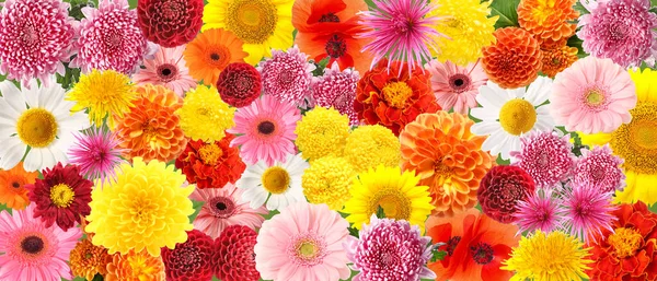 Many Beautiful Flowers Background Pattern Design — Stock Photo, Image