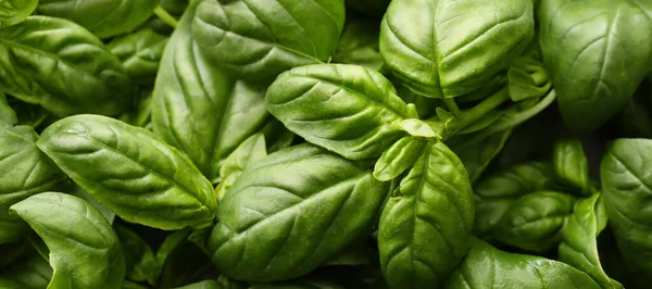 Fresh Basil Leaves Background Closeup — Stock Photo, Image