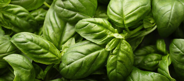 Fresh basil leaves as background, closeup