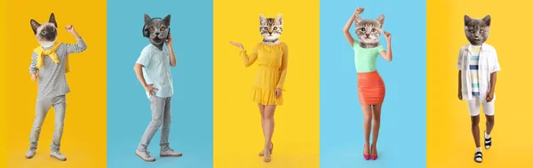 Set Funny Cats Human Bodies Colorful Background — Stock Photo, Image