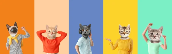 Conjunto Gatos Divertidos Con Cuerpos Humanos Sobre Fondo Colorido — Foto de Stock