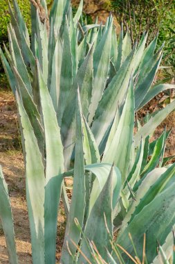 Açık havada yetişen taze yeşil sulu bitkiler.