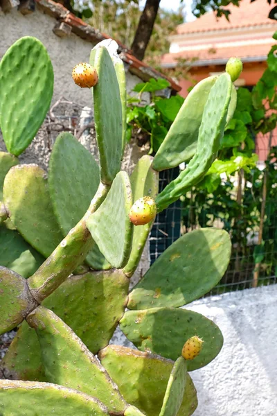 Big Prickly Pear Cactus Growing Garden — Stock Photo, Image