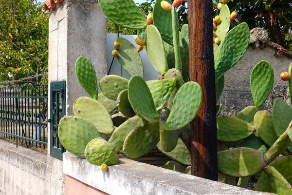 Big Prickly Pear Cactus Growing Garden — Stock Photo, Image