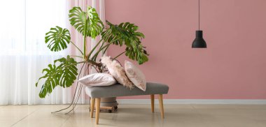 İçinde bank, yastık ve canavar bitkisi olan modern bir oda.