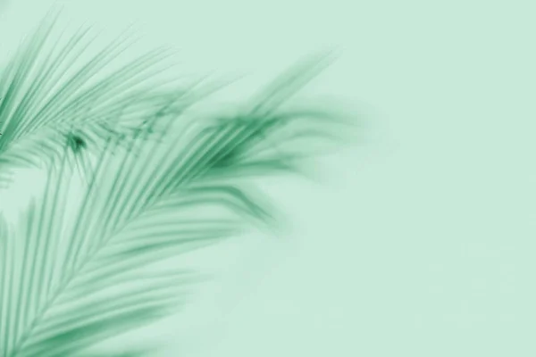 Stín Tropických Palmových Listů Mátovém Pozadí — Stock fotografie