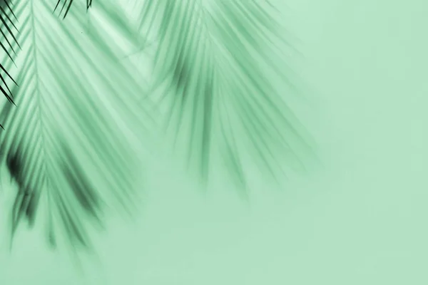 Shadow Tropical Leaves Mint Background — Stockfoto