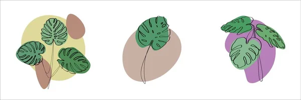 Set Green Tropical Monstera Leaves White Background — Stock Vector