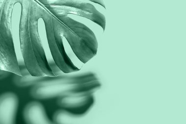 Nane arkaplanda tropik canavar yaprağı