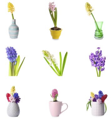 Beyaz arka planda güzel sümbül çiçekleri.