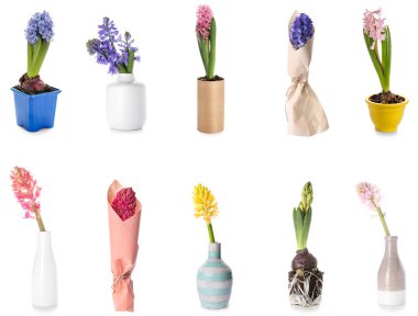 Beyaz arka planda güzel sümbül çiçekleri.