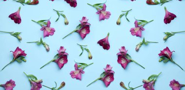 Açık mavi arkaplana yayılmış birçok güzel alstromerya çiçeği