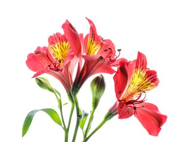 Beyaz arka planda güzel alstroemeria çiçekleri, yakın plan