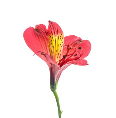 Beyaz arka planda güzel alstroemeria çiçeği