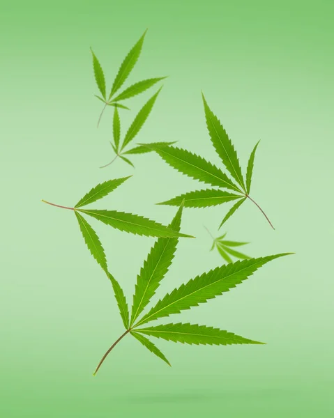 Flying Hemp Leaves Light Green Background — Stockfoto