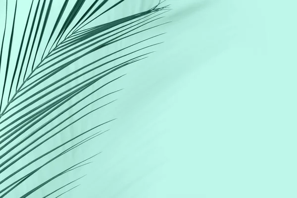 Tropical Palm Leaf Mint Background — Stockfoto