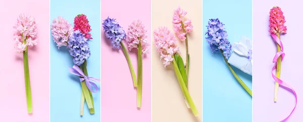 Set Beautiful Hyacinth Flowers Colorful Background — Stock Photo, Image