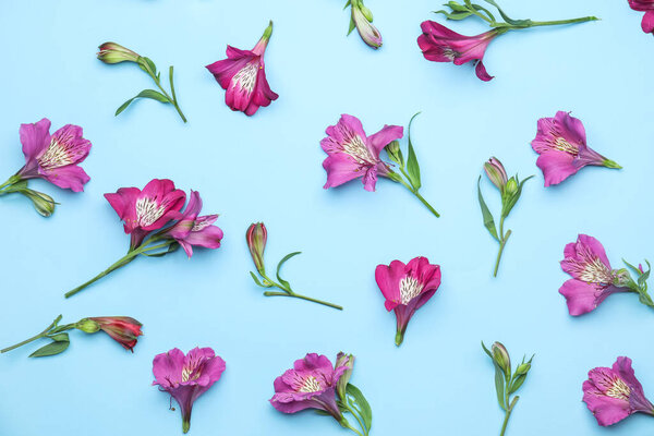 Beautiful alstroemeria flowers on blue background