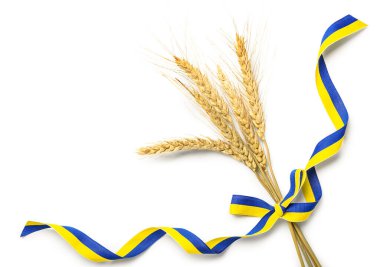 Beyaz arkaplanda Ukrayna bayrağı renginde buğday başlıkları ve kurdeleler