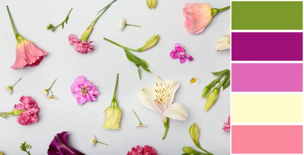 Bela Composição Com Flores Fundo Claro Padrões Cores Diferentes — Fotografia de Stock