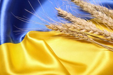Ukrayna bayrağında buğday dalları, yakın plan.