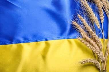 Ukrayna bayrağında buğday dalları, yakın plan.