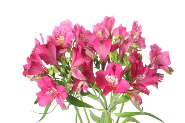 Buquê Flores Alstroemeria Fundo Branco Close — Fotografia de Stock