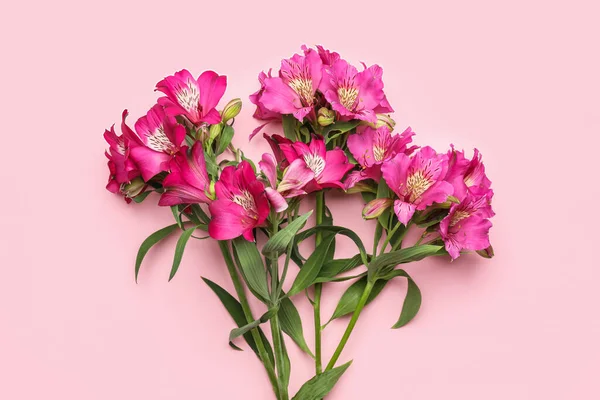 Красивые Цветы Альстромерии Розовом Фоне Крупным Планом — стоковое фото