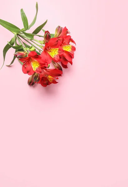 Bunch Red Alstroemeria Flowers Pink Background — Stock Photo, Image