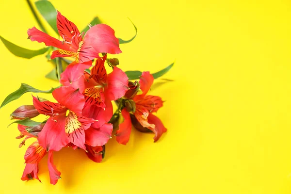 Alstroemeria Flowers Yellow Background Closeup — Stock Photo, Image