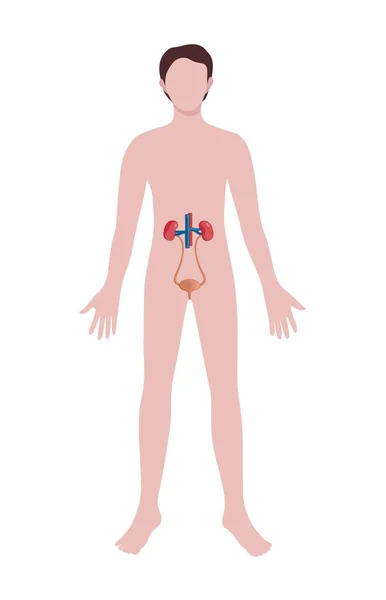白地に尿路系を描いた男 解剖学的概念 — ストックベクタ
