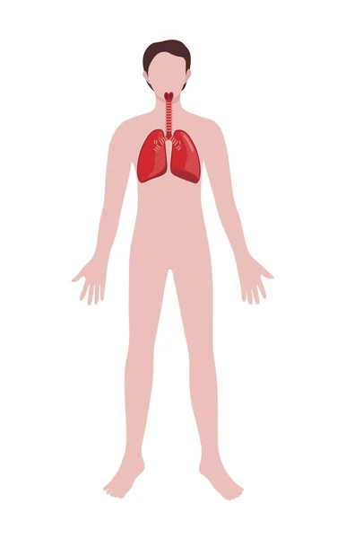 Człowiek Wyciągniętymi Płucami Białym Tle Koncepcja Anatomii — Wektor stockowy