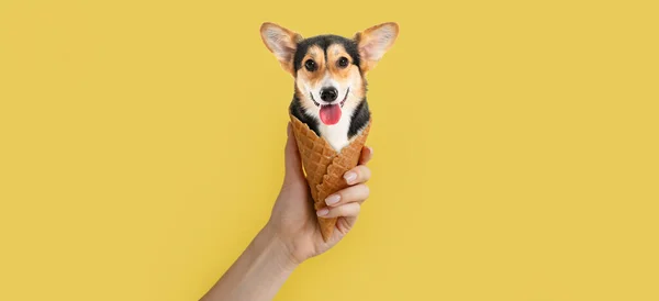 Ręczne Trzymanie Śmieszne Corgi Dog Wafel Stożek Żółtym Tle — Zdjęcie stockowe